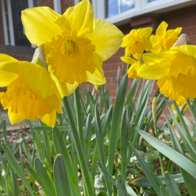 Daffodil Bulbs | Buy Daffodil Bulbs Online | Boston Seeds